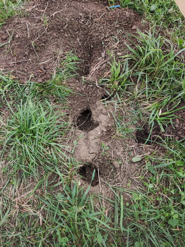 Schweizer Käse unter den Zeltplanen